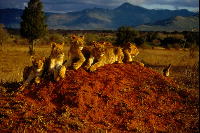 Nostalgia dell'' Africa